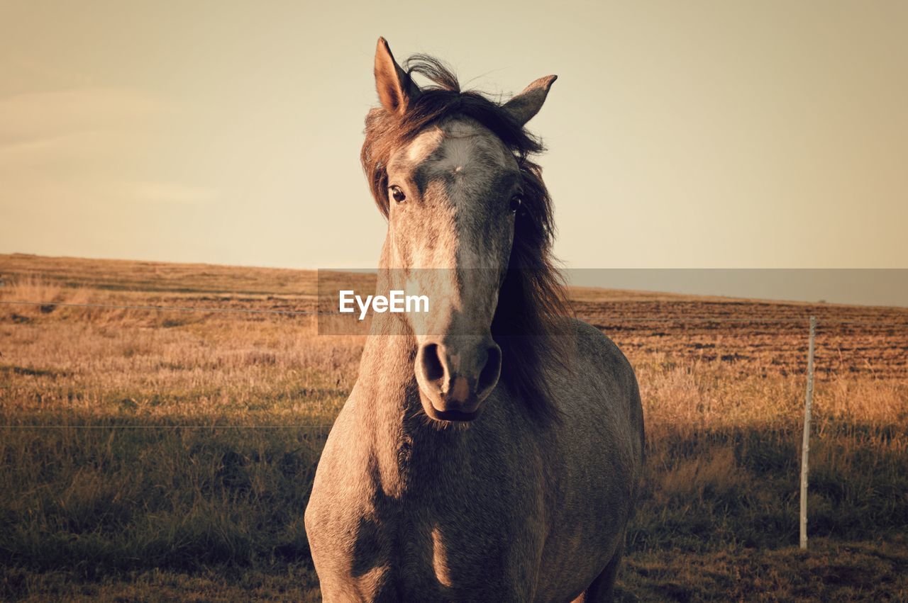 Portrait of horse standing on field against sky during sunset