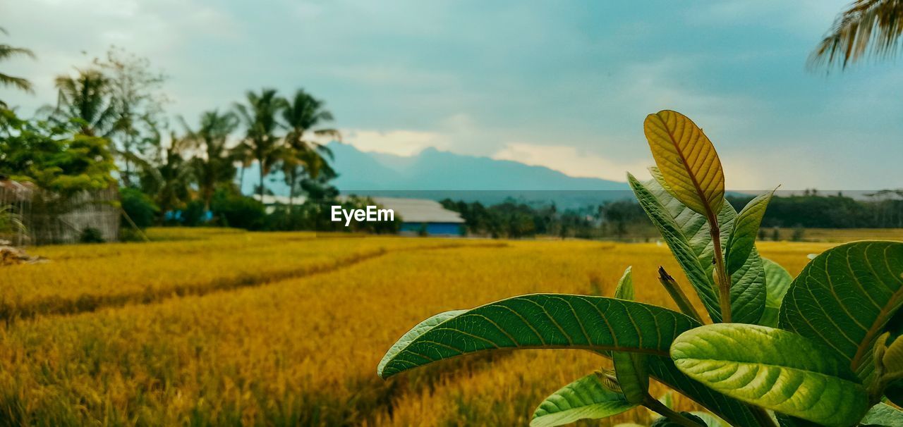 Scenic view of agricultural field against sky