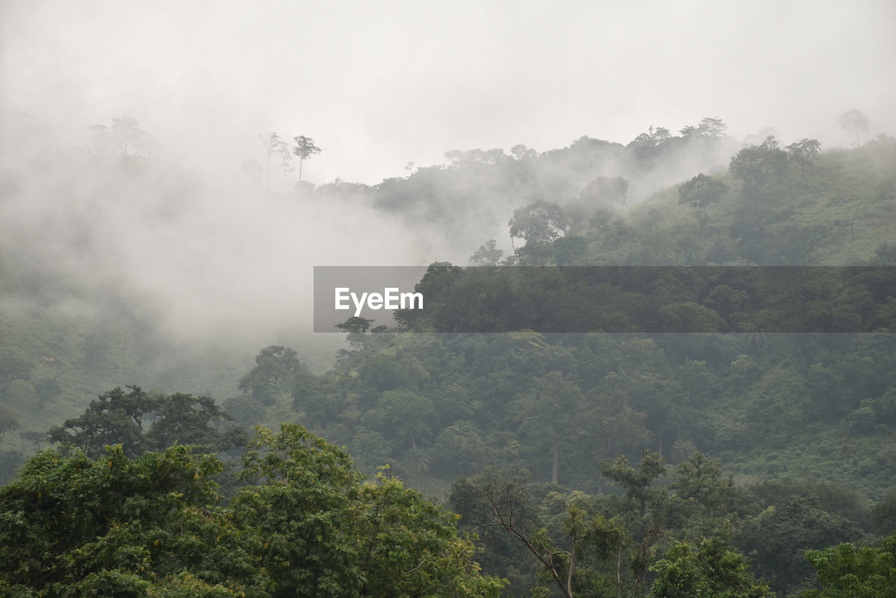 SCENIC VIEW OF TREES AND MOUNTAINS AGAINST SKY