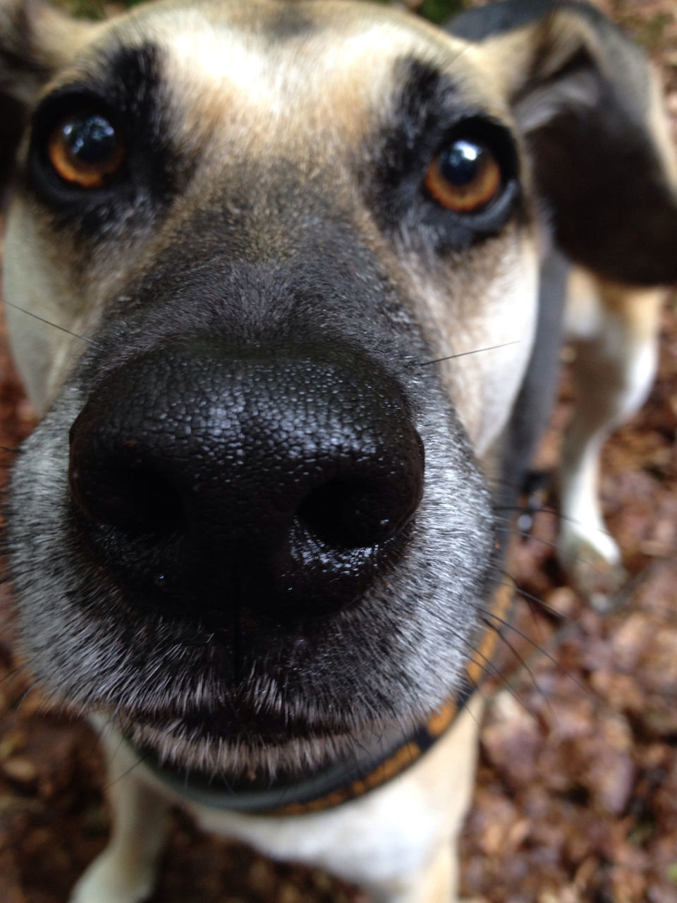 Close-up of dog