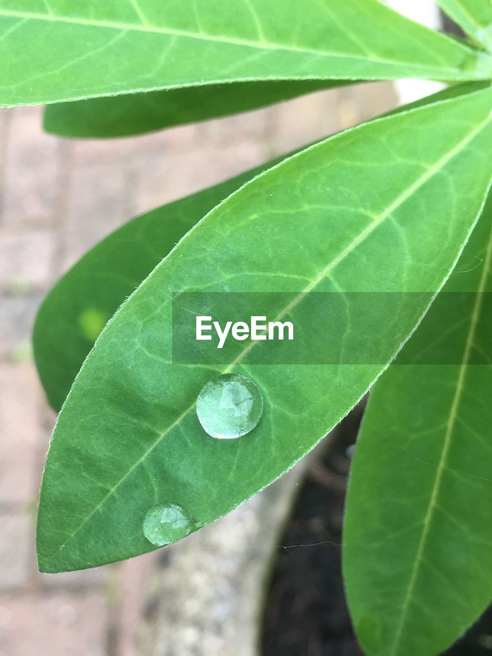 CLOSE-UP OF GREEN LEAVES