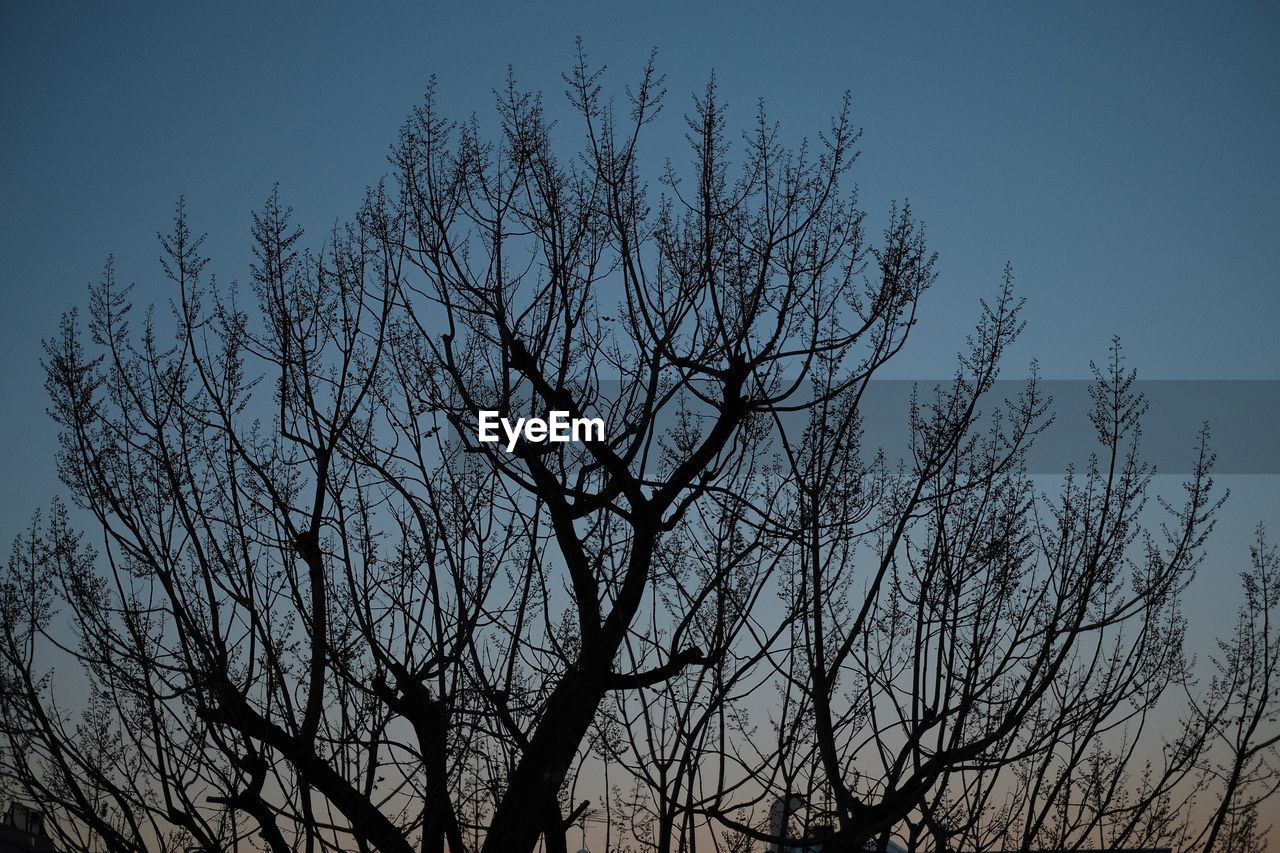 Low angle view of silhouette bare tree against clear sky