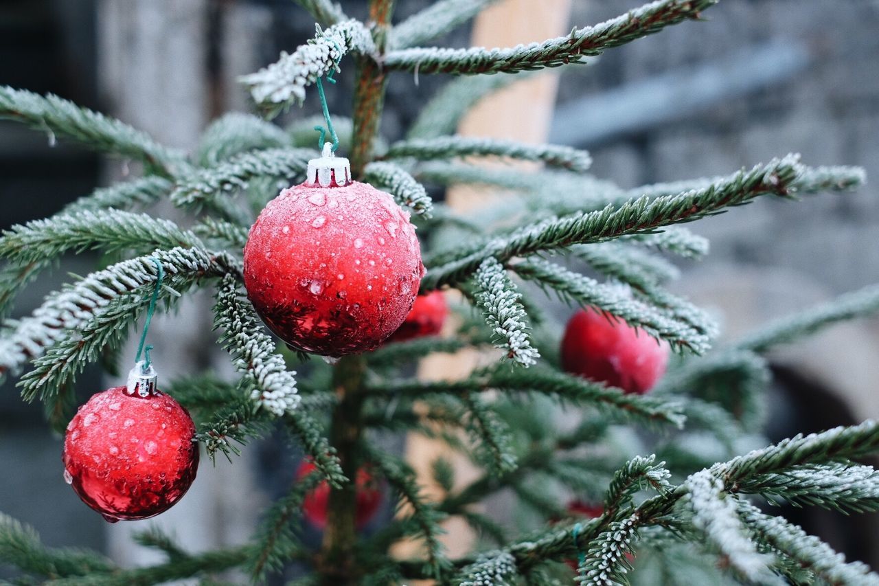 Close-up of red wet baubles hanging on coniferous tree during winter