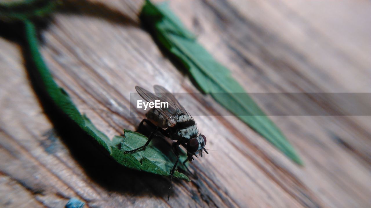 CLOSE-UP OF HOUSEFLY ON WOOD