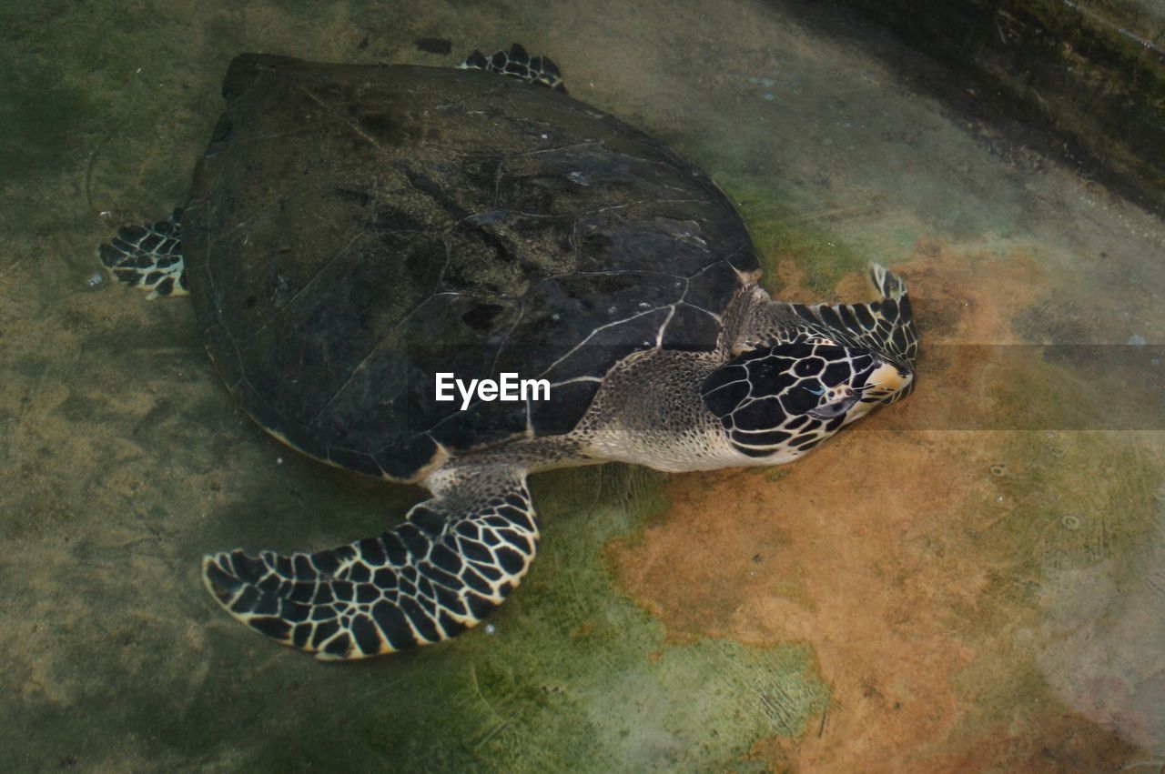 High angle view of turtle in pond