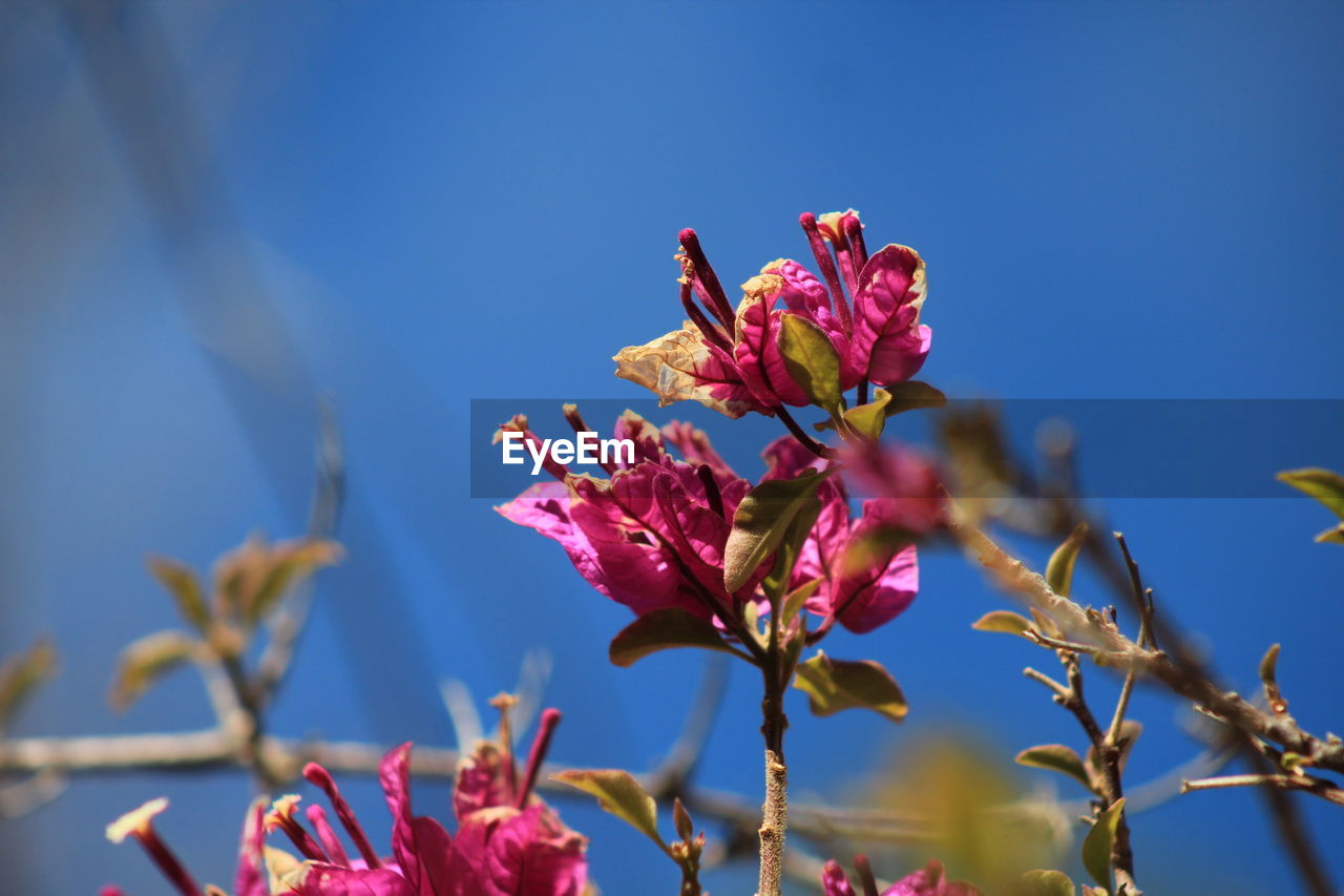 Close-up of pink cherry blossoms in spring