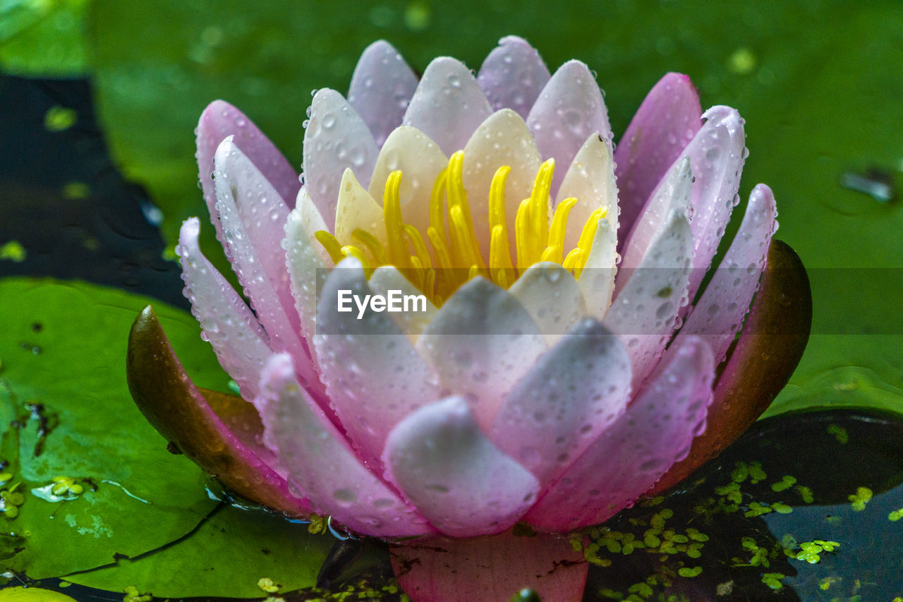 CLOSE-UP OF WATER LILY IN LOTUS