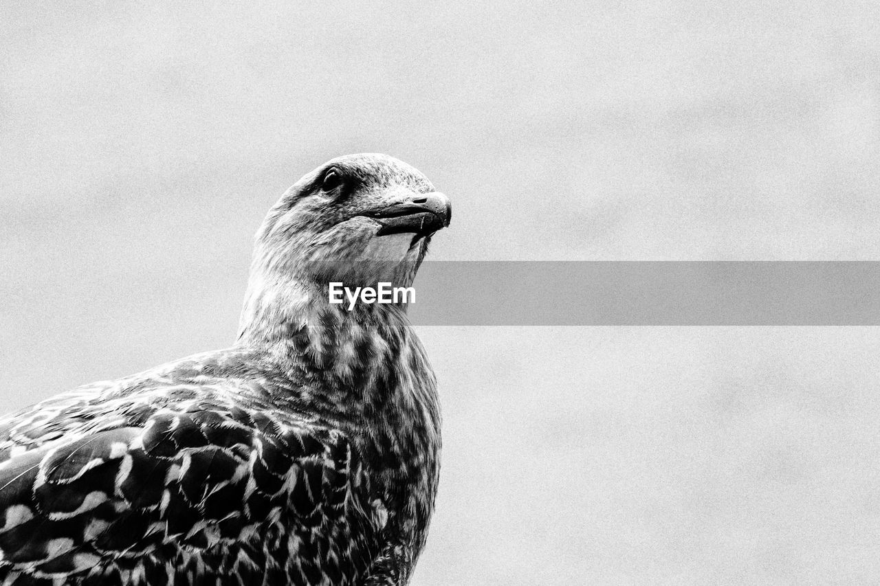 Close-up of a bird looking away