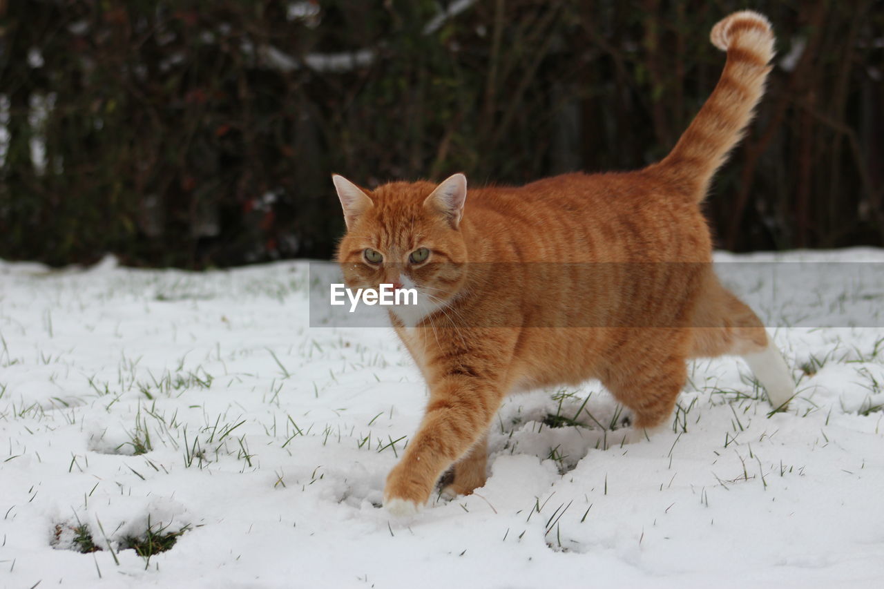 Cat looking away on snow covered land