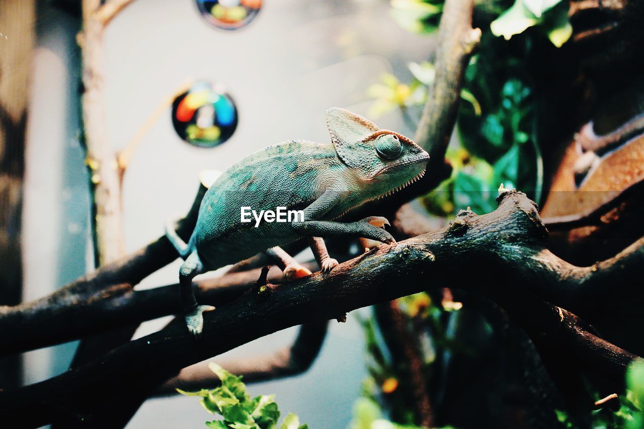 Close-up of lizard on tree