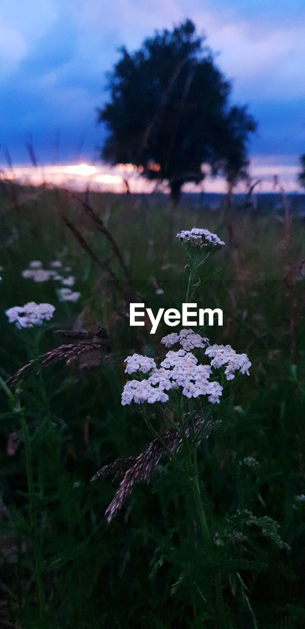plant, flower, flowering plant, nature, beauty in nature, sky, freshness, growth, cloud, land, no people, grass, focus on foreground, environment, fragility, close-up, outdoors, tree, landscape, purple, meadow, field, wildflower, tranquility, blossom, flower head, day, white, dusk, leaf