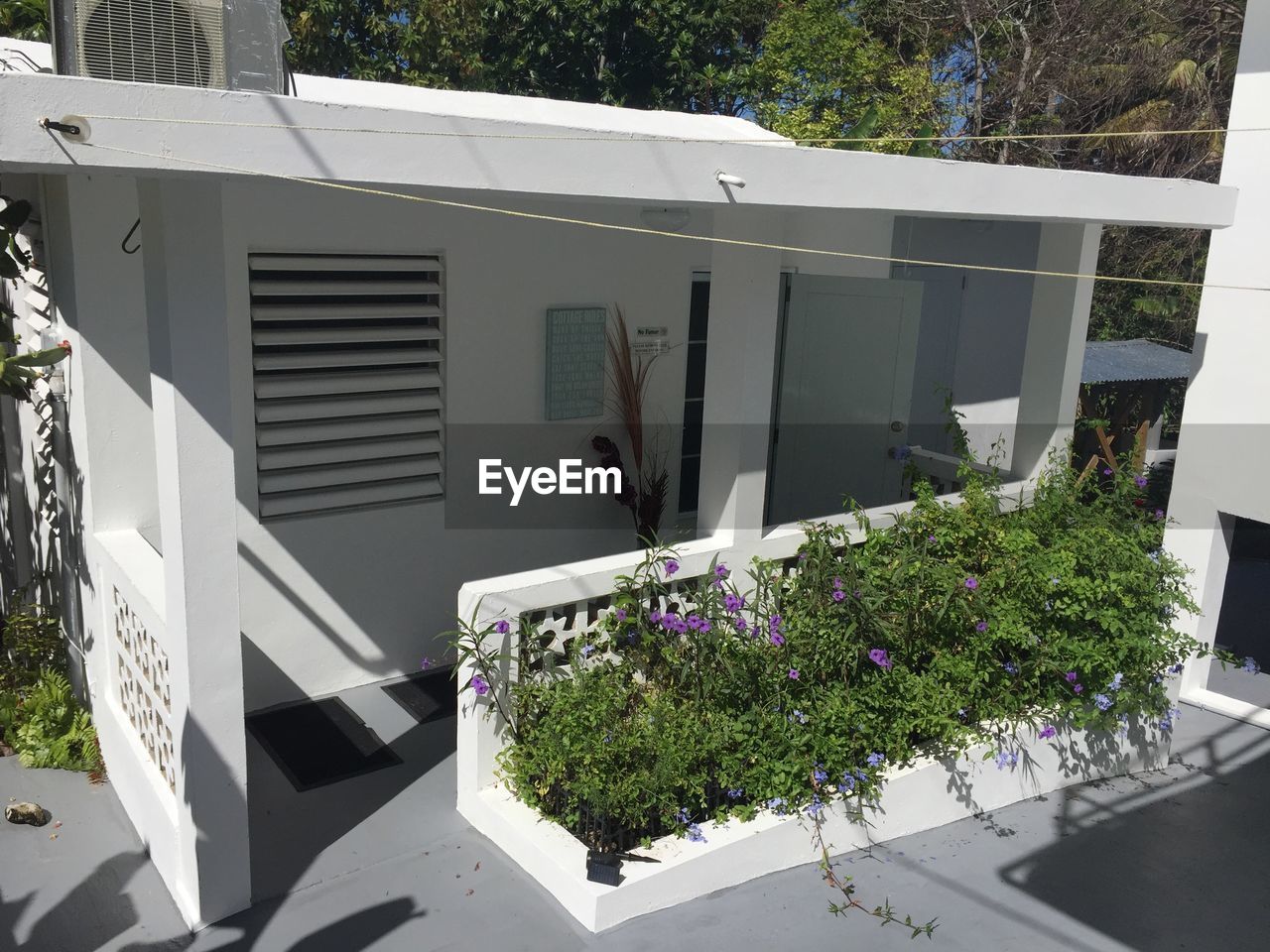 FLOWERING PLANTS AGAINST BUILDING