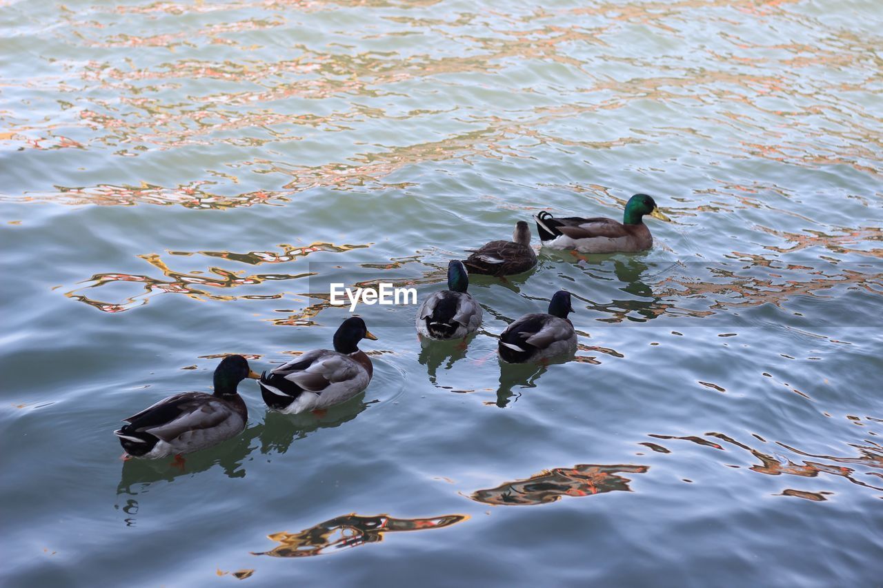 Ducks swimming in water