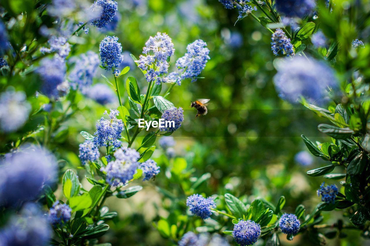 Close-up of bee pollinating on lavender