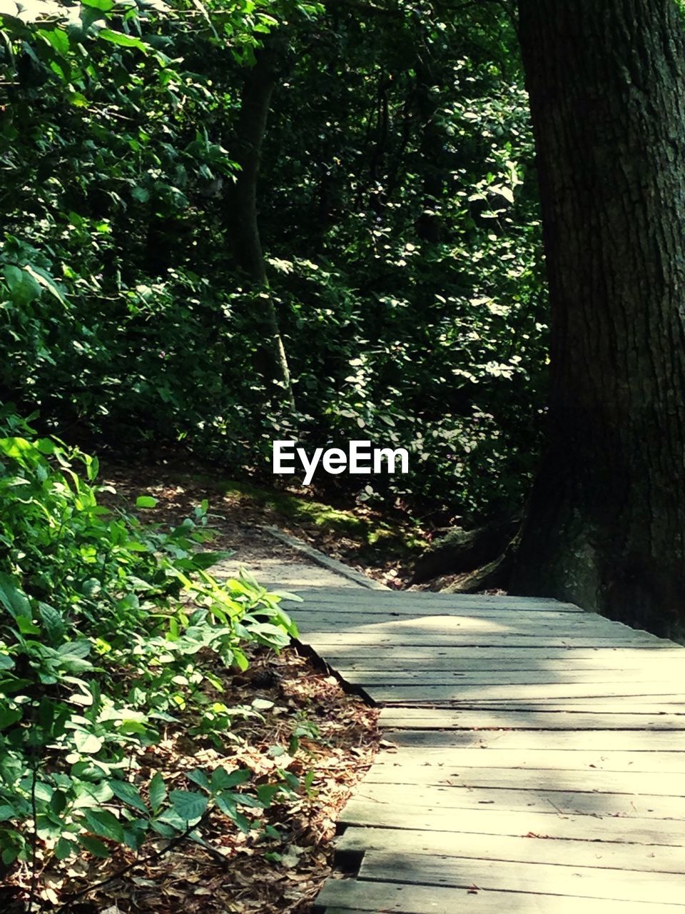 VIEW OF TREES IN FOREST