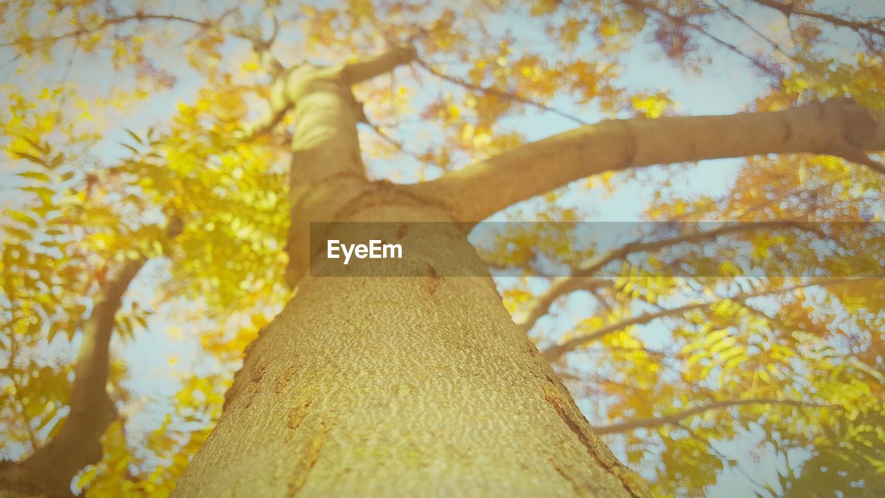 LOW ANGLE VIEW OF TREES AGAINST SKY