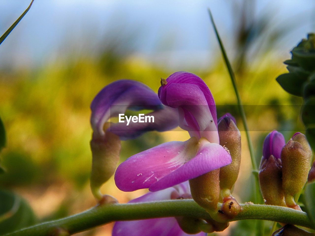 CLOSE-UP OF PURPLE FLOWER BLOOMING