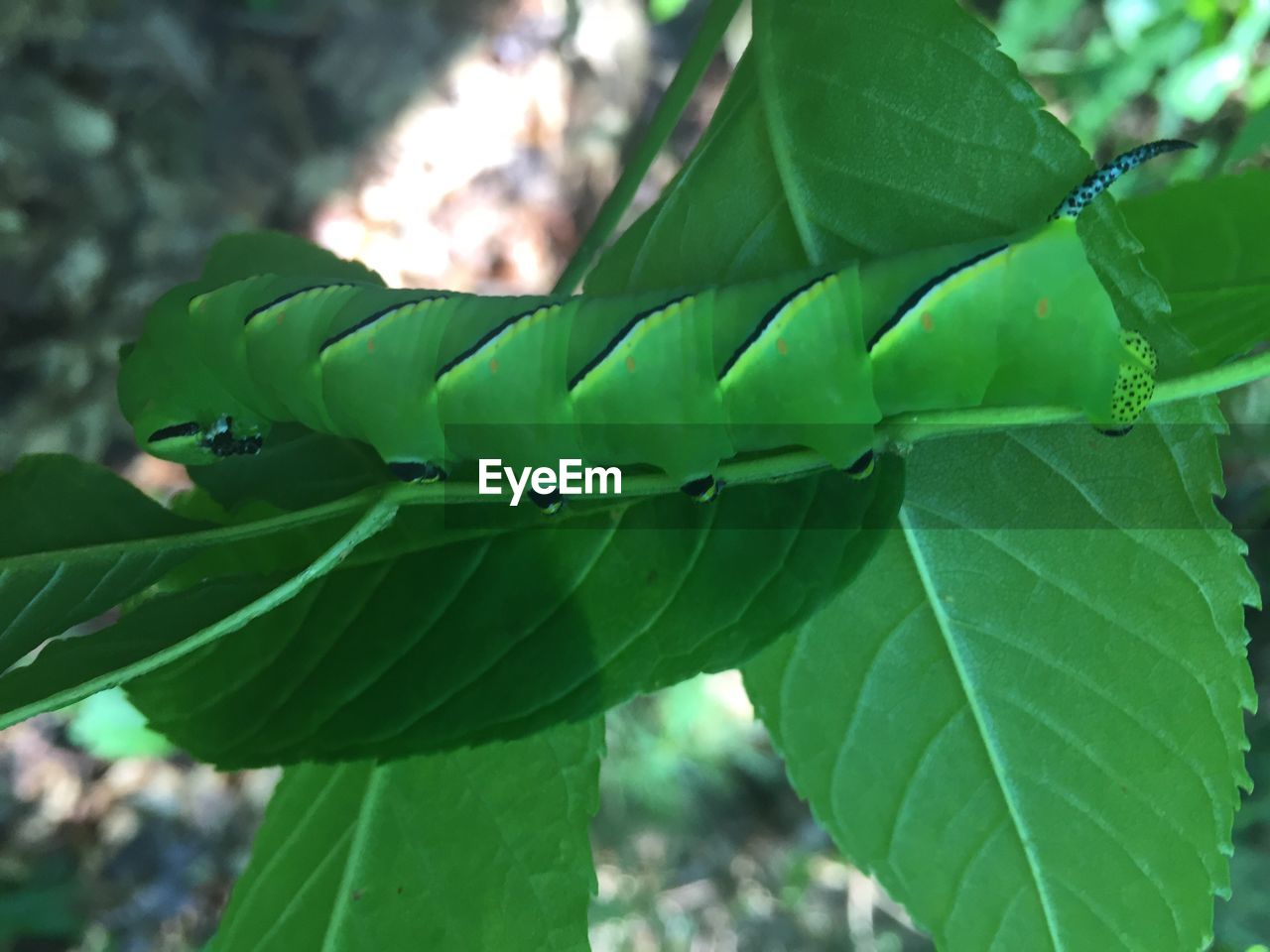 CLOSE-UP OF LEAF