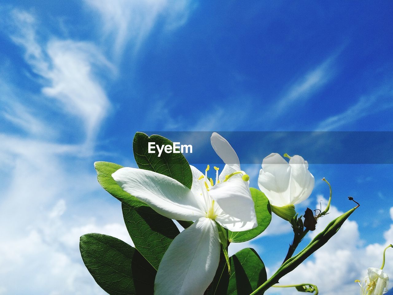 Low angle view of white flowering plant against blue sky