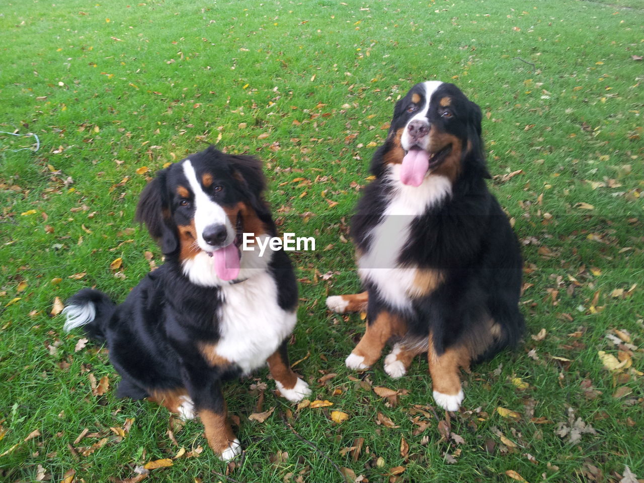 Bernese mountain dogs sitting in park