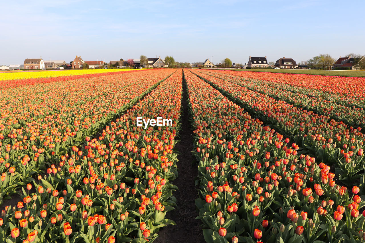 View of flowering plants on field against sky