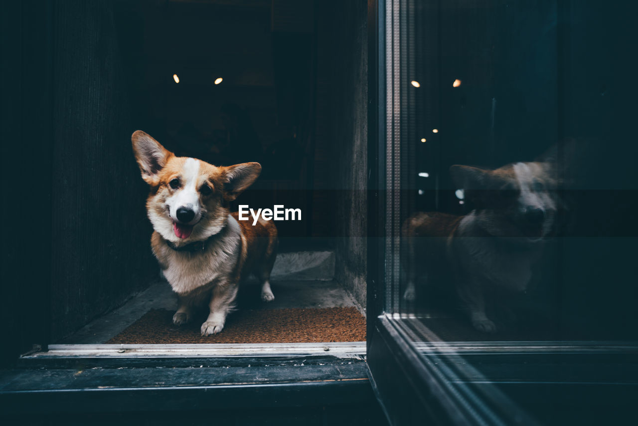 Funny corgi dog waiting for owner near the door.