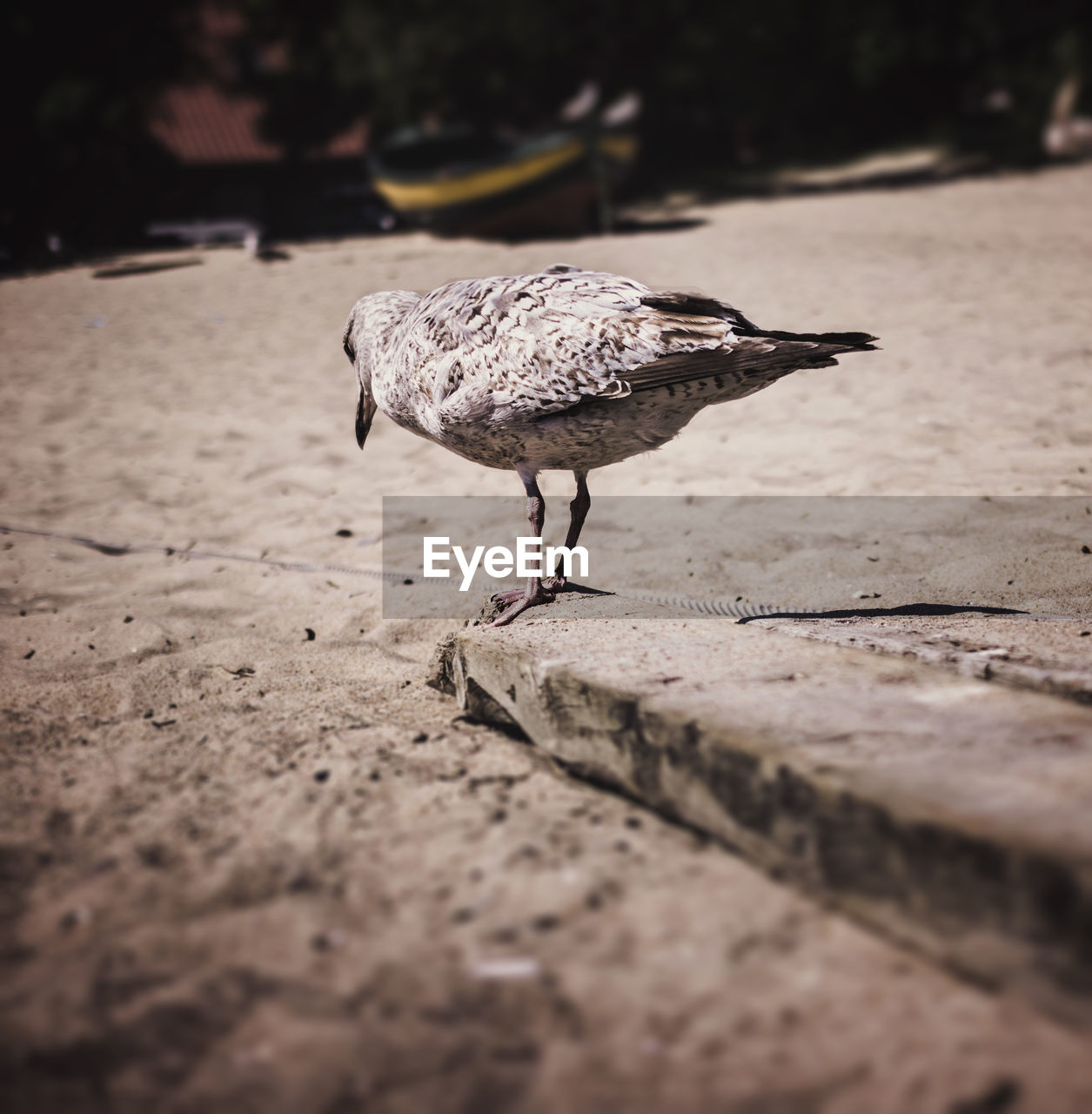 Surface level view of bird on land