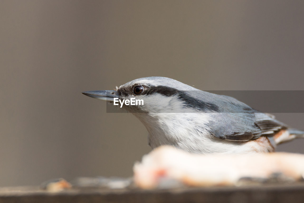 CLOSE-UP SIDE VIEW OF A BIRD