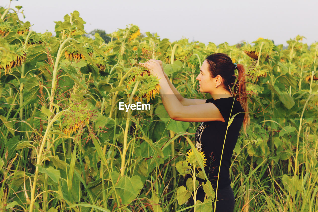 Side view of woman standing by sunflowers at farm