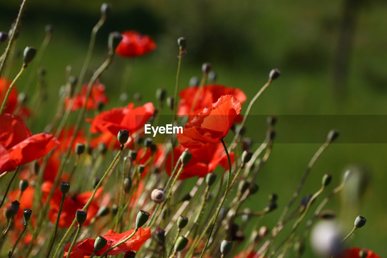CLOSE-UP OF RED POPPY FLOWERS IN BLOOM