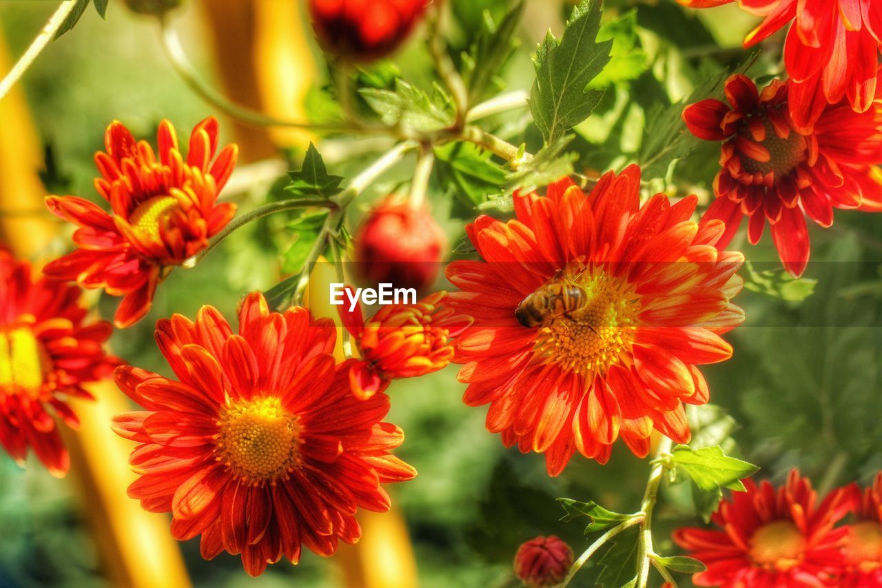 High angle view of bee pollinating on orange daisy