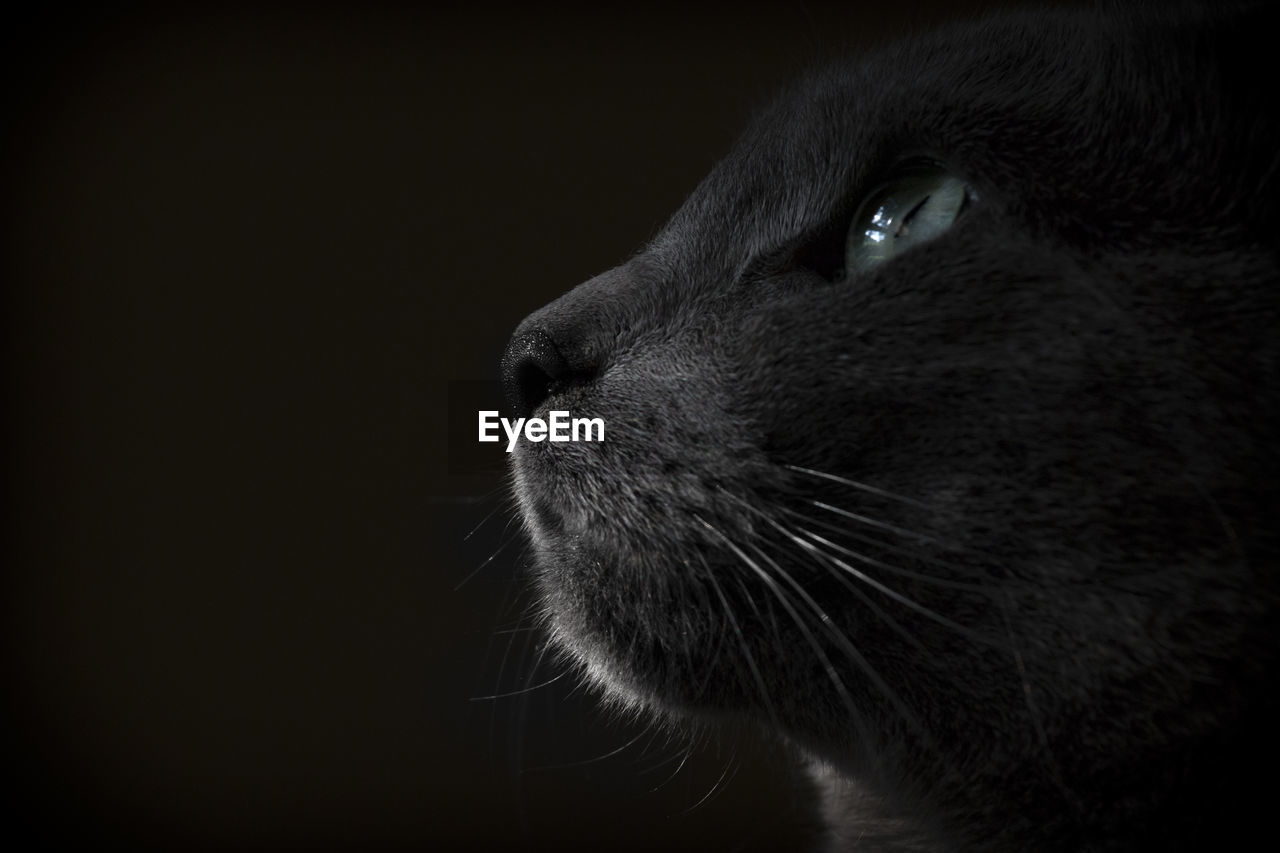 Close-up of cat looking away