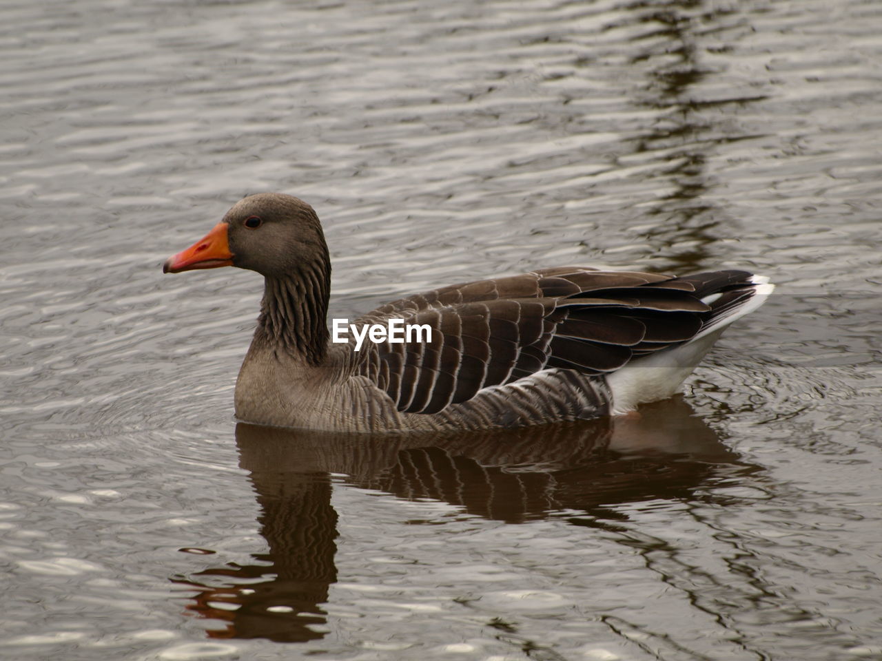 DUCK SWIMMING ON LAKE