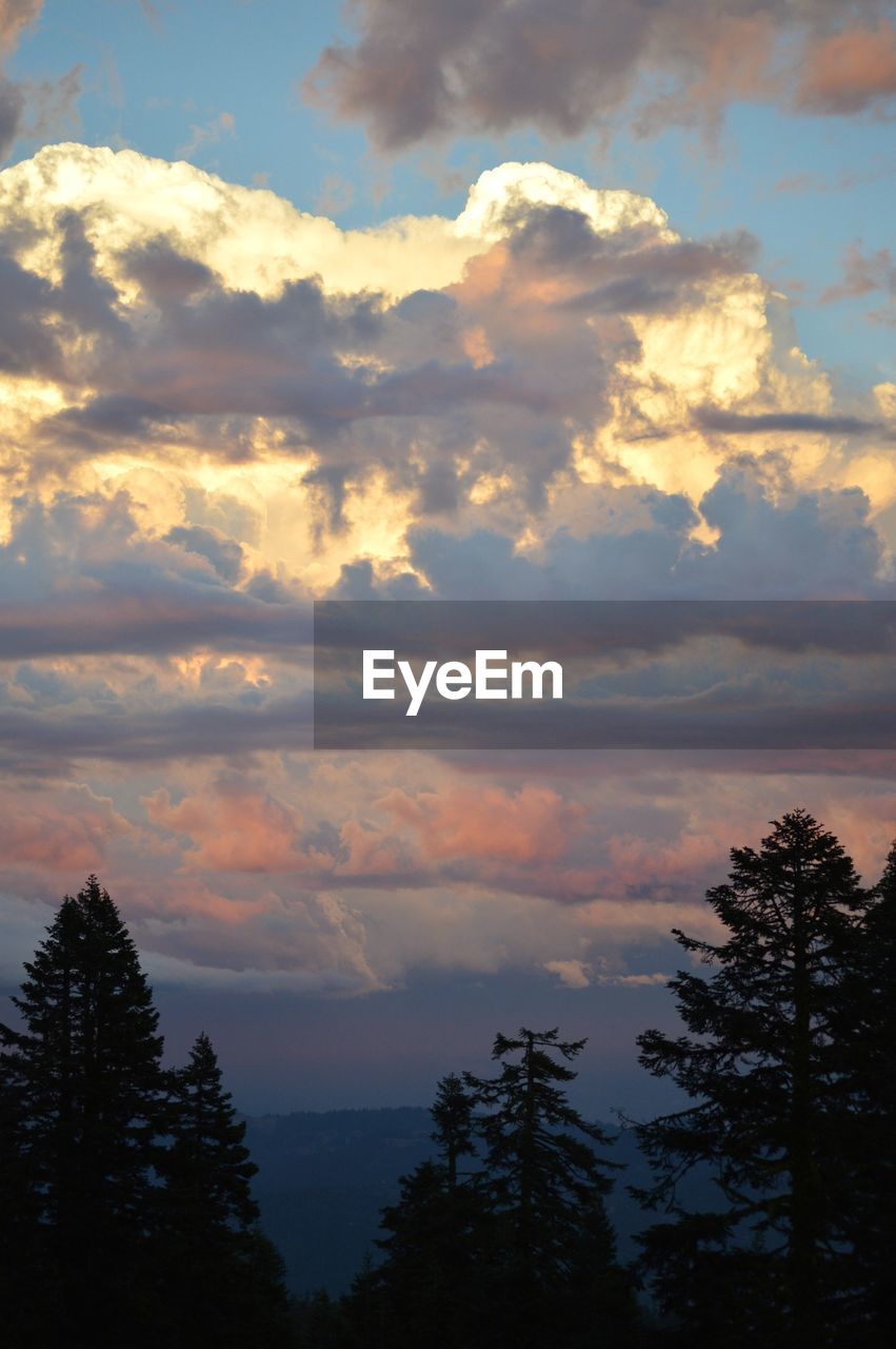 SILHOUETTE OF TREES AGAINST CLOUDY SKY