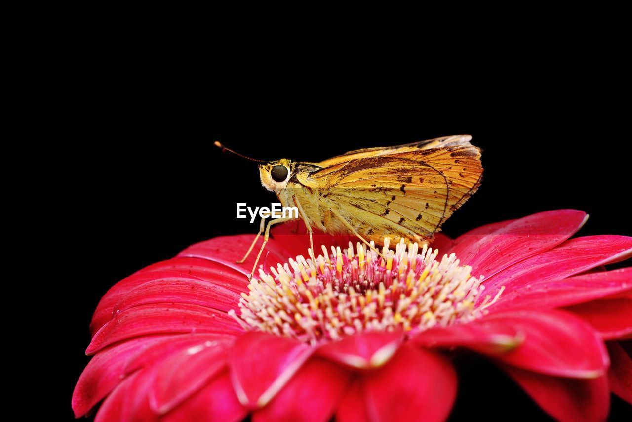 CLOSE-UP OF BUTTERFLY ON FLOWER