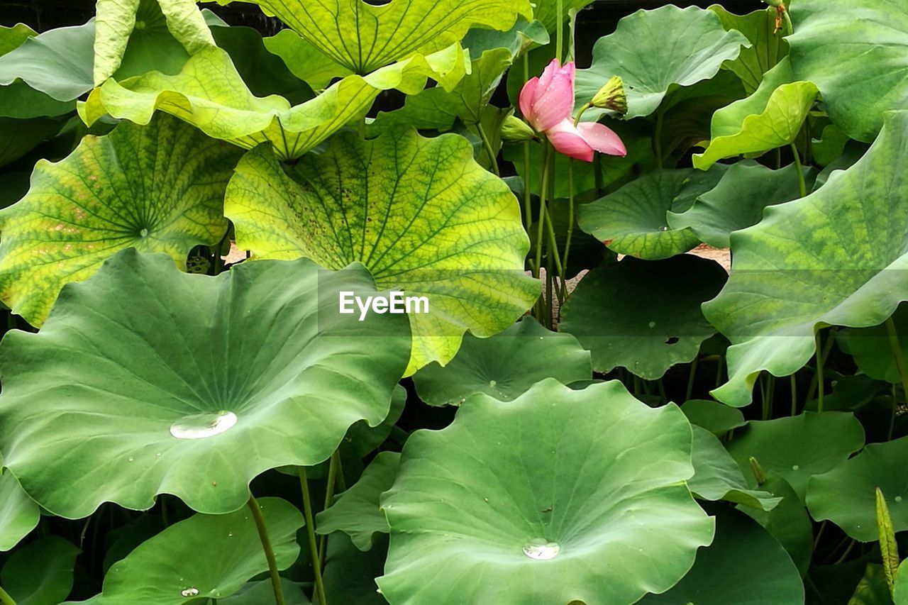 Close-up of plants