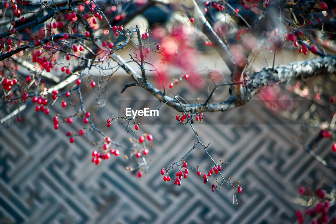 CLOSE UP OF TREE BRANCH