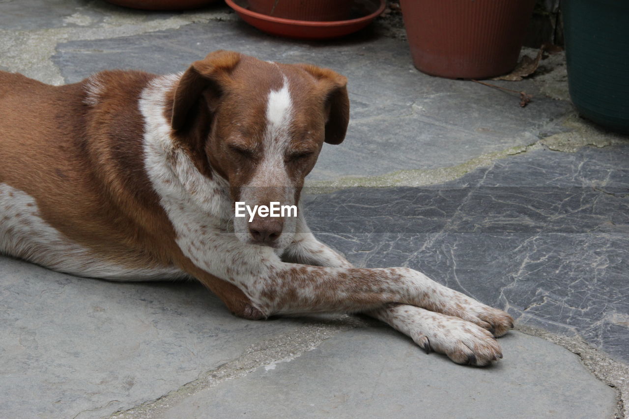 HIGH ANGLE VIEW OF DOG RESTING ON FLOOR