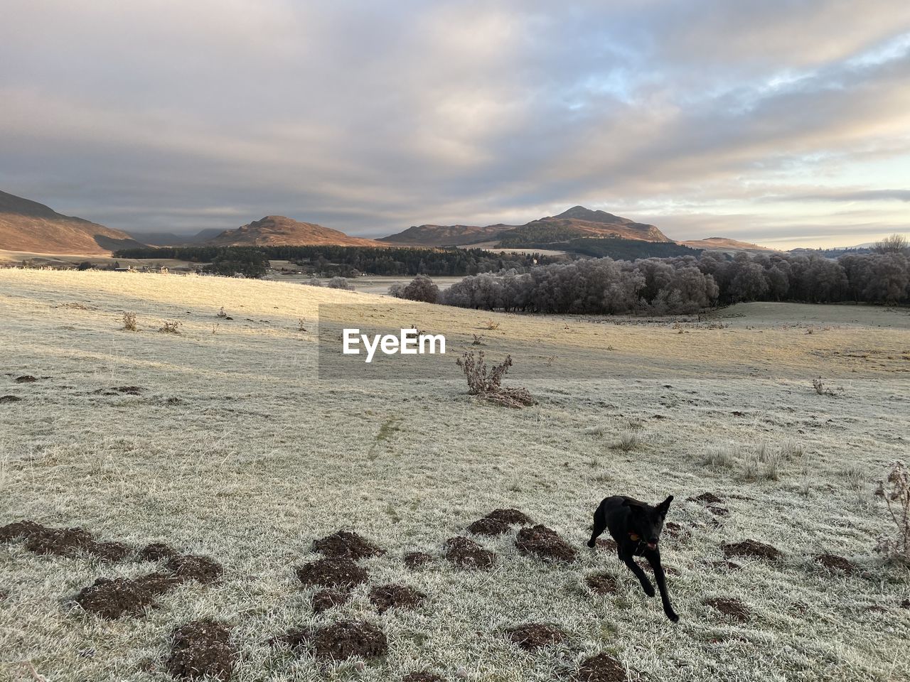 DOG STANDING ON LAND