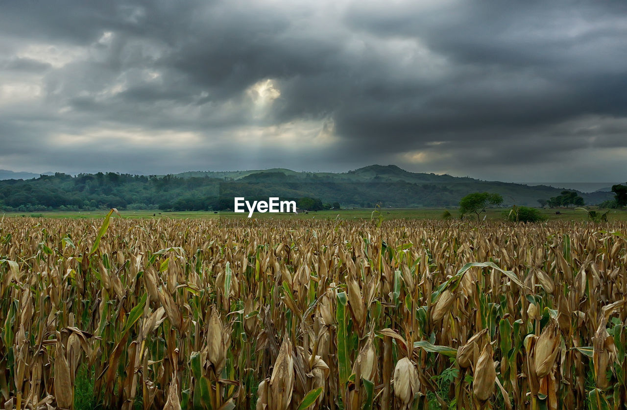 VIEW OF FIELD AGAINST CLOUDY SKY