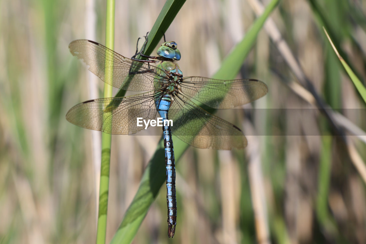 Close-up of damselfly