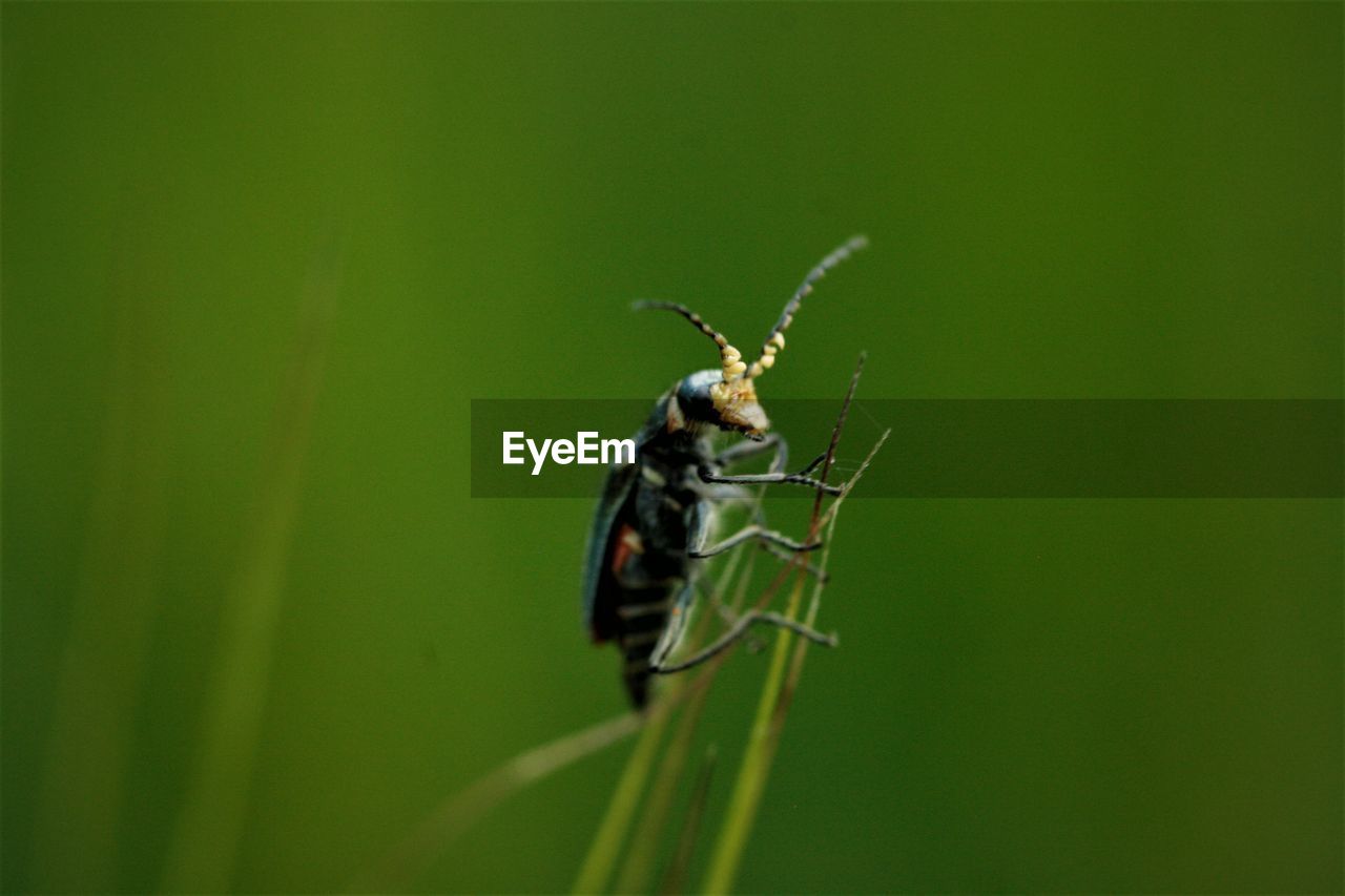 CLOSE-UP OF GRASSHOPPER