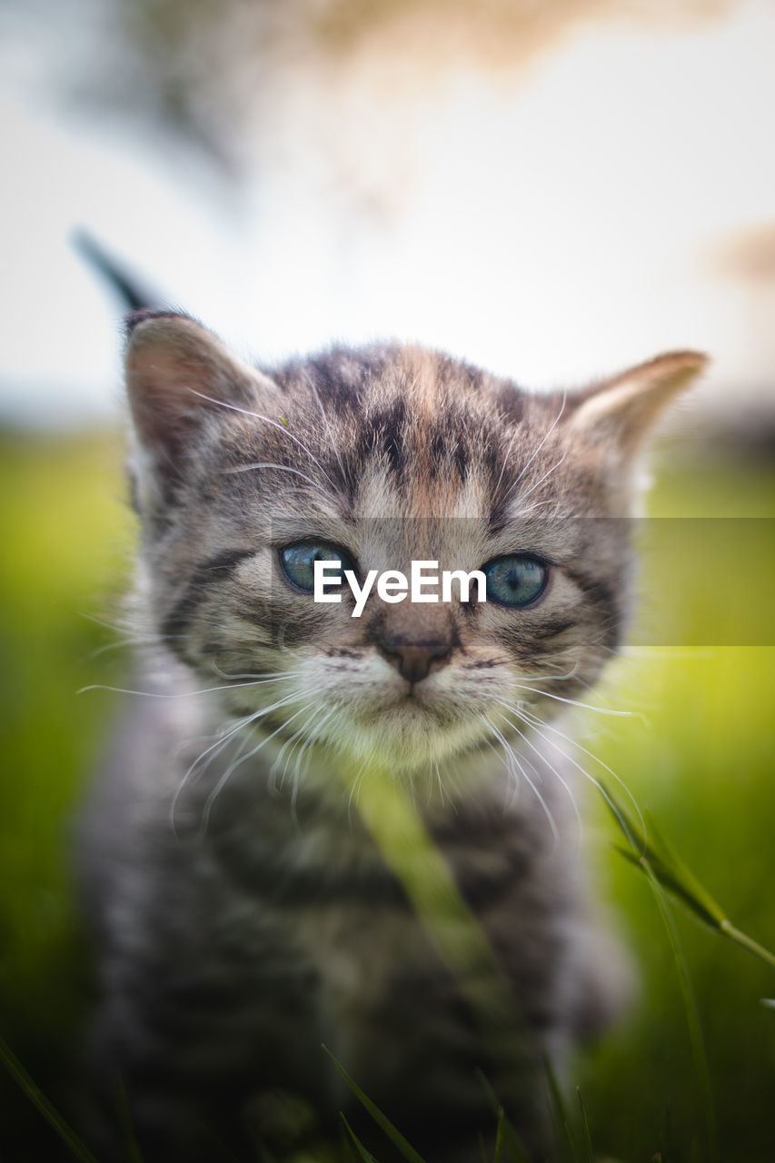 Blue-eyed grey and black kitten in tall grass. felis catus domesticus.