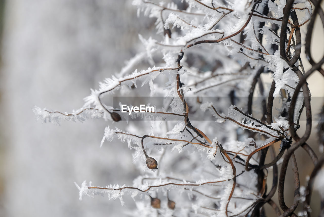 CLOSE-UP OF FROZEN BRANCHES