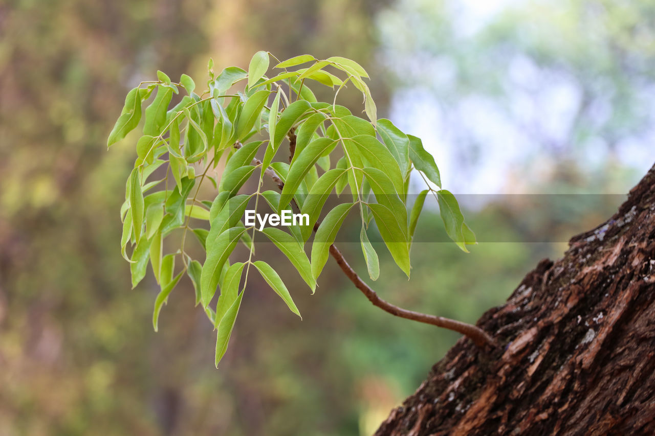 Young sprouting branch on rough bark tree