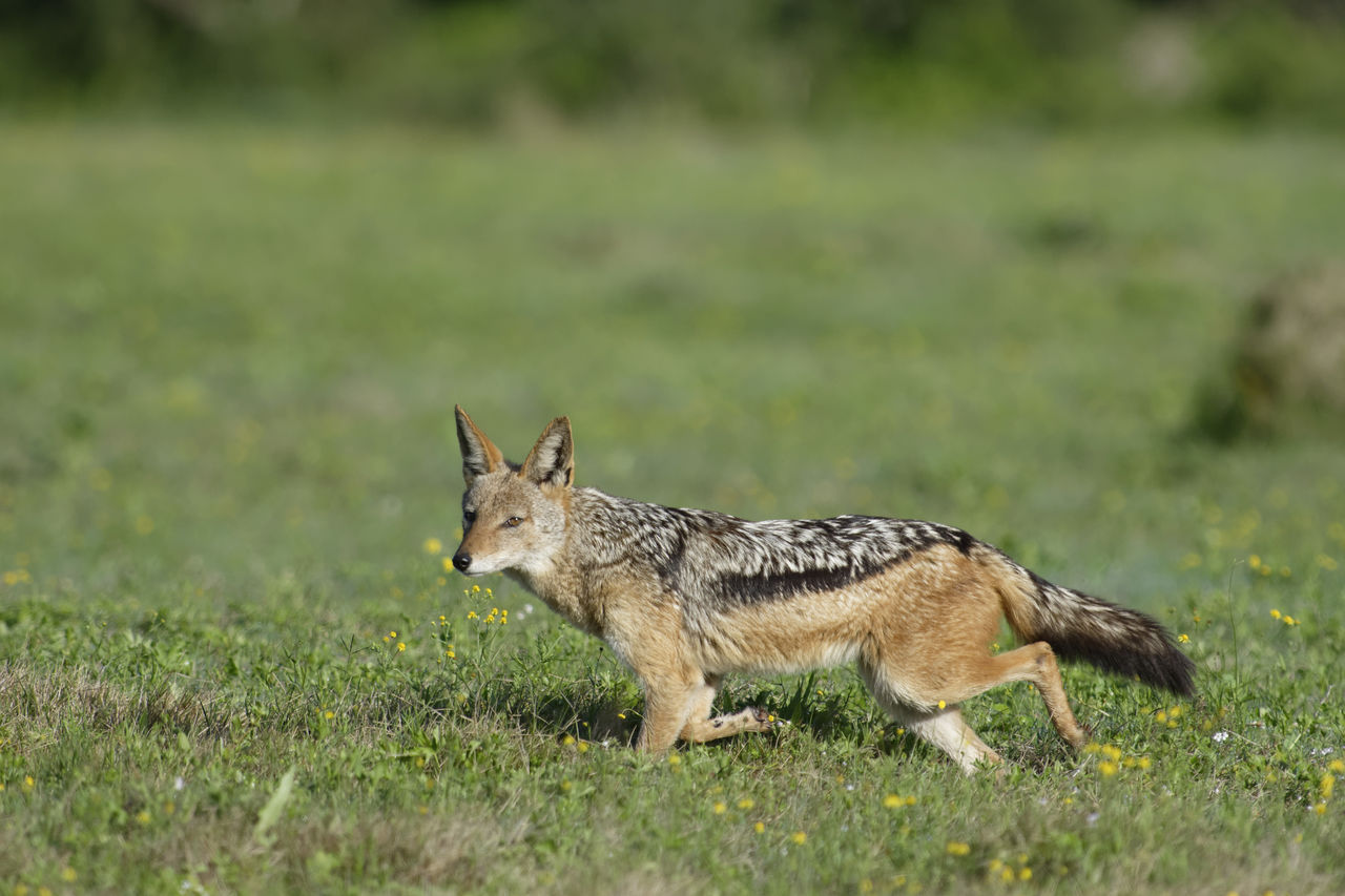 Fox walking on grassy field