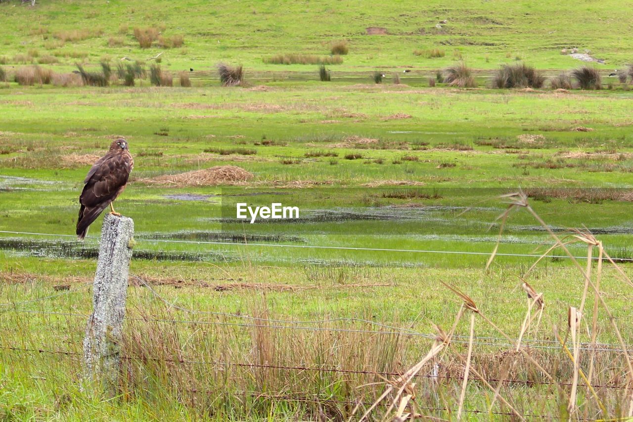 Hawk perching over stone on field