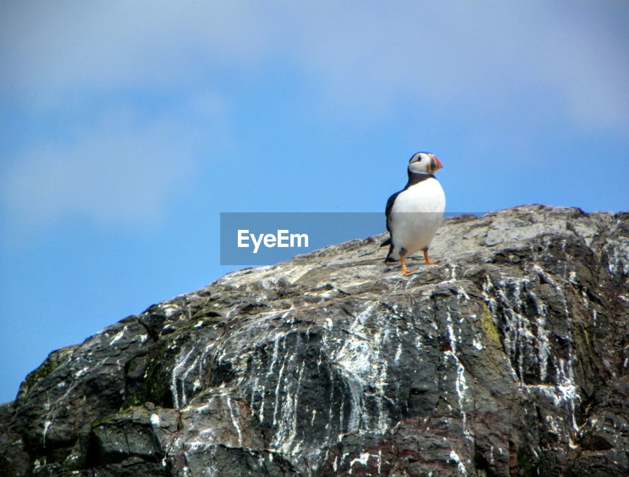 Atlantic puffin perching on rock