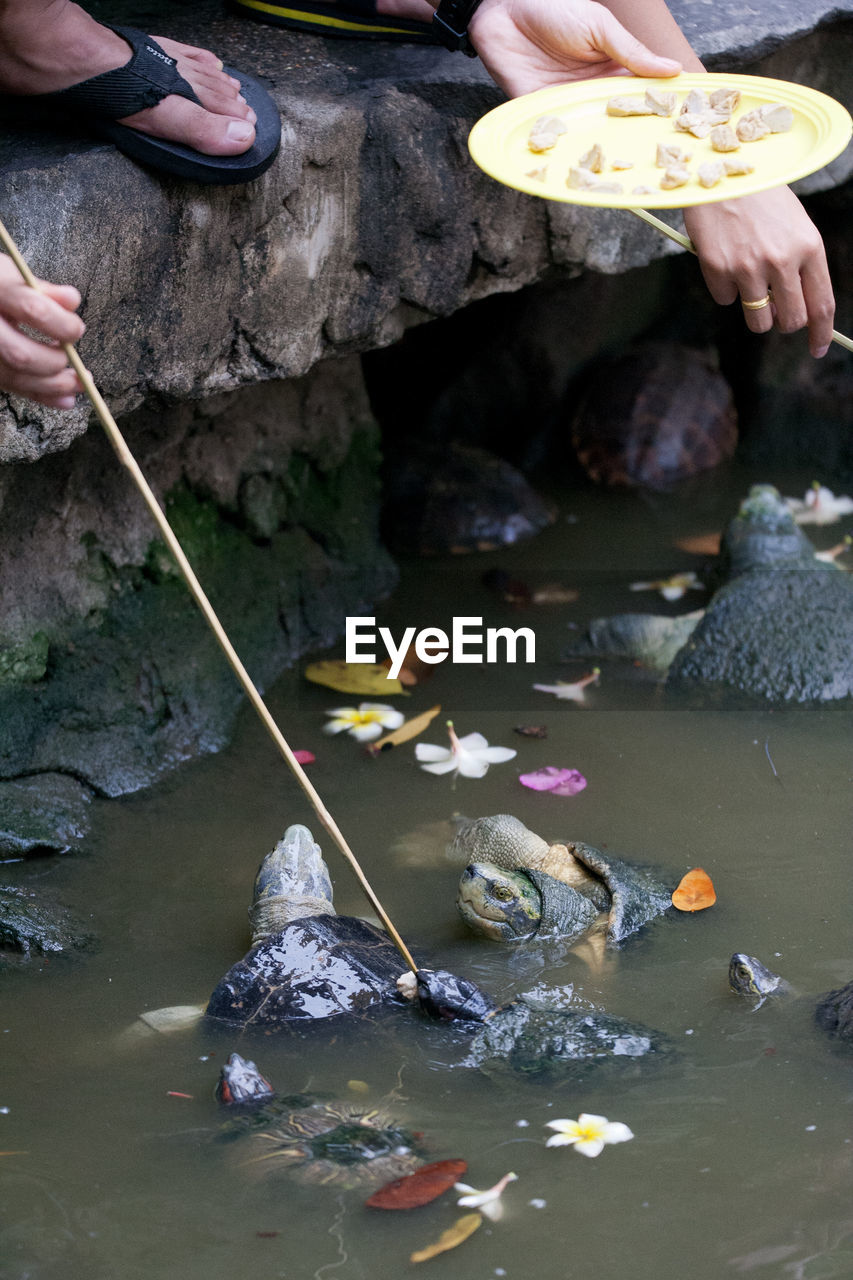 Cropped image of people feeding turtles swimming in lake