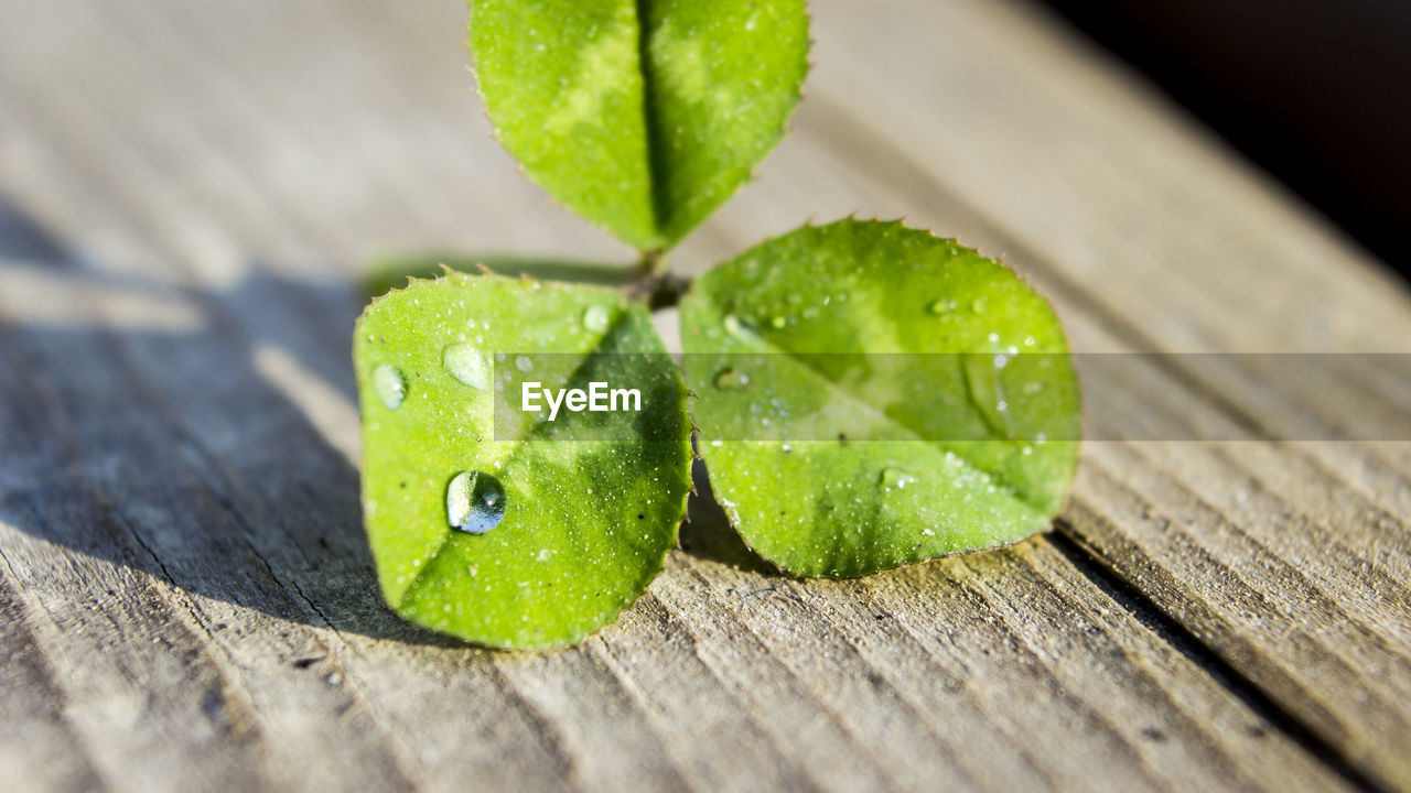 CLOSE-UP OF FRESH GREEN LEAVES ON TABLE